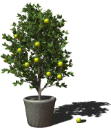 limetree.gif